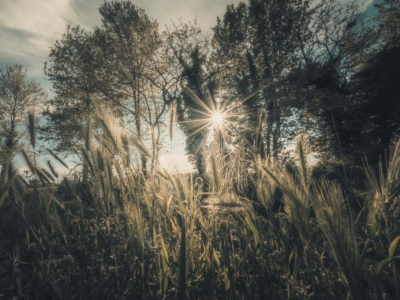 Tramonto tra gli alberi